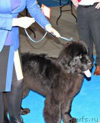 Превью фото № 232807