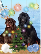 Превью фото № 232830