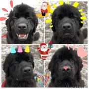 Превью фото № 232833