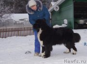 Превью фото № 232855