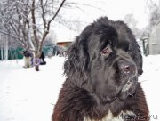 Превью фото № 232860