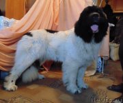 Превью фото № 232921