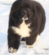 Превью фото № 232923