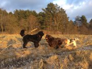 Превью фото № 232929