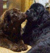 Превью фото № 232958