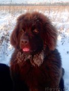 Превью фото № 232964