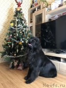 Превью фото № 232989