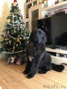 Превью фото № 232993