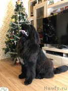 Превью фото № 232994