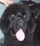 Превью фото № 23300