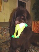 Превью фото № 233002