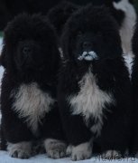 Превью фото № 233010