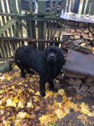 Превью фото № 233024