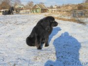 Превью фото № 233052