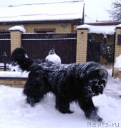 Превью фото № 233054