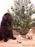 Превью фото № 233169