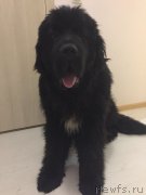 Превью фото № 233174