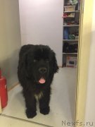 Превью фото № 233175