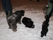 Превью фото № 233242