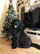 Превью фото № 233246