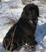 Превью фото № 233248