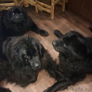 Превью фото № 233268