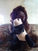 Превью фото № 233271