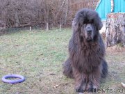 Превью фото № 233313