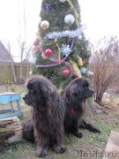 Превью фото № 233316