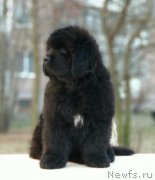 Превью фото № 233331