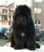 Превью фото № 233332