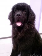 Превью фото № 233385