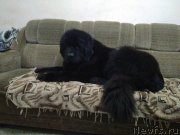 Превью фото № 233417