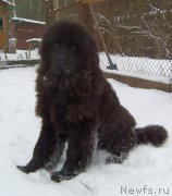 Превью фото № 233552