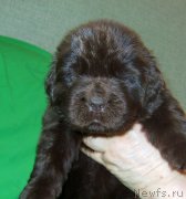 Превью фото № 233555