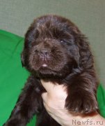 Превью фото № 233556