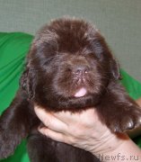 Превью фото № 233557