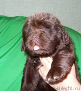 Превью фото № 233558