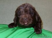 Превью фото № 233559