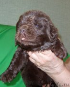 Превью фото № 233560