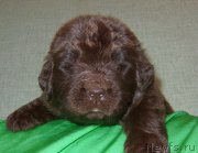 Превью фото № 233562