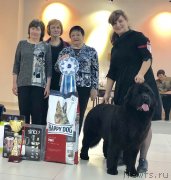 Превью фото № 233598