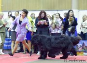 Превью фото № 233628