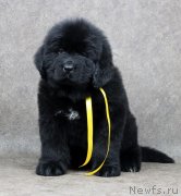 Превью фото № 233631