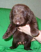 Превью фото № 233712