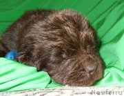 Превью фото № 233714