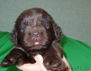 Превью фото № 233715