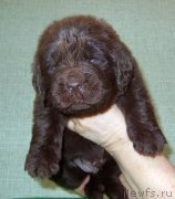 Превью фото № 233717