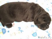 Превью фото № 233753