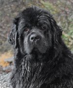 Превью фото № 233791